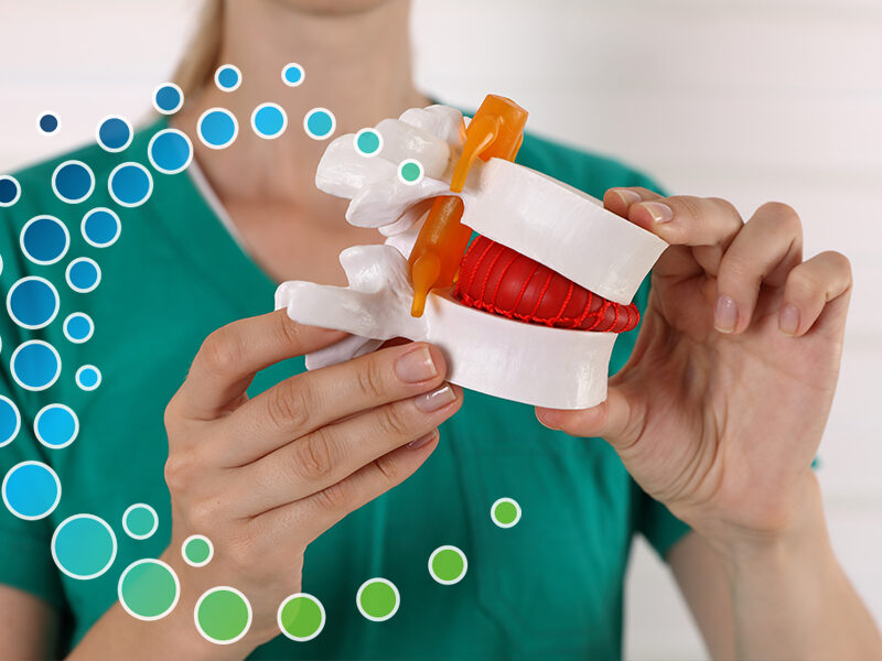 Woman pushing on a plastic spine sample showing how the spine compresses on the discs in the vertebrae.